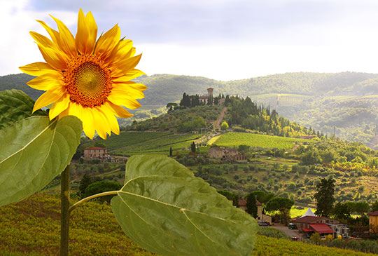 Le colline del Chianti, realtà o dipinto?